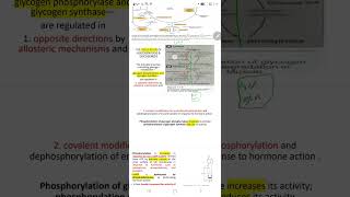 biochemistry glycogen metabolism part4allosteric regulation [upl. by Attena183]