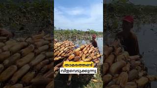 ടൺക്കണക്കിന് കഴിക്കുന്ന താമരതണ്ട് lotus rhizomes cultivation malayalam shorts [upl. by Ynattir]