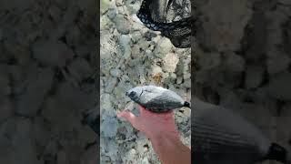 Saddled seabream release [upl. by Notnel]