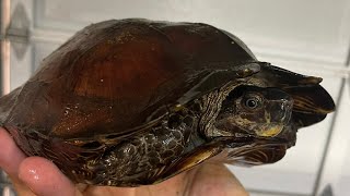 How to Deworm your Turtle Tortoise  Precautionary deworming Heosemys spinosa [upl. by Ecnedurp]