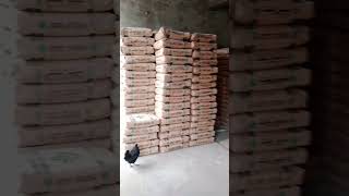 panjabbuildingmaterial 2024 cement Bariks today wather sargodha special plant Crush [upl. by Aleek]