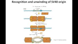 Lessons from SV40 [upl. by Sadinoel]