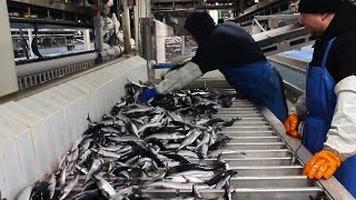 How Giant freezer Fishing process in the Worlds largest floating fish factory [upl. by Gillan972]