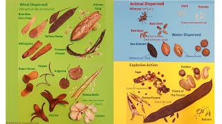 Methods of Seed Dispersal [upl. by Ziana474]