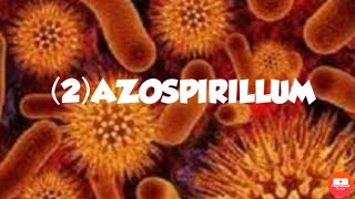 AZOSPIRILLUMFREE LIVING NITROGEN FIXING BACTERIA [upl. by Joelle454]