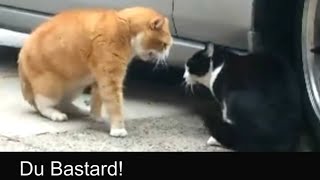 Sprechende Katzen  Talking Cats Official german subtitles [upl. by Stander]