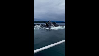 Un incroyable ballet de baleines à bosse en Alaska [upl. by Sergio]