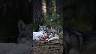 Wolf sleeps with child [upl. by Alidus996]