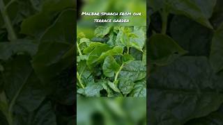 malbar spinach basale soppu our terrace garden [upl. by Jecoa]