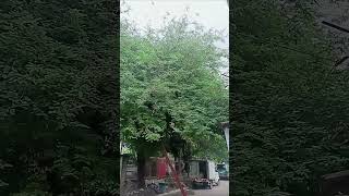 Sampaloc tree trending youtubeshorts short viralvideo [upl. by Tolkan]