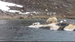 Polarbear feeding on a dead Whale [upl. by Ecarret]