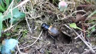 Field cricket Gryllus campestris singing to attract females near its burrow [upl. by Deehahs]