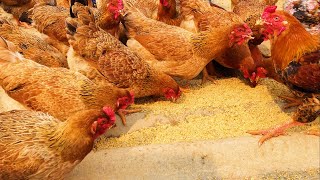 Raise chickens at home  How to make cheap chicken feed  Small scale chicken farming [upl. by Largent]