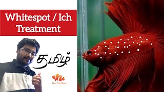 Whitespots  Ich  Treatment  தமிழ்  Jeys Fish Tanks 👍🏾 [upl. by Alegnat774]