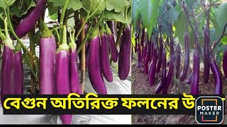 Brinjal Plant Growth Medicine  Gharda Chamatkar  Chamatkar PGR [upl. by Mishaan925]