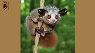 AyeAye The Mysterious Madagascar Lemur [upl. by Skyla]