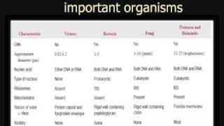 Microbiology Viruses Vs Prokaryotes Vs Eukaryotes [upl. by Dubenko724]