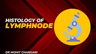 Histology of the Lymph Node  Microscopic View with Detailed Explanation [upl. by Trixie]