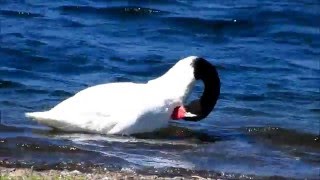 Cisne cuello negro Cygnus melancoryphus [upl. by Yl]