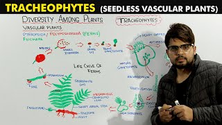 Seed Less Vascular Plants Tracheophytes Detailed Lecture [upl. by Akimrej499]