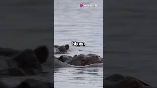 BATTLE OF THE JUNGLE HIPPO VS CROCODILE animal battle animals shorts crocodile hippo [upl. by Naved]