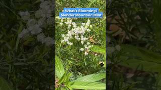 What’s Blooming It’s Slender Mountain Mint Pycnanthemum tenuifolium nativeplants pollinators [upl. by Rahr]