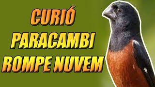 CURIÓ PARACAMBI ROMPE NUVEM [upl. by Ohcamac]