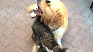 Cat annoys dog Tigger amp Leo [upl. by Conlee]