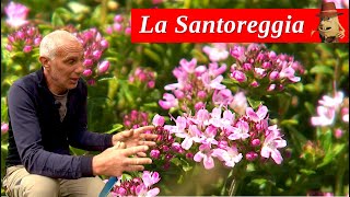 Piante Aromatiche Trapianto e Rinnovo della SANTOREGGIA [upl. by Eelnayr466]