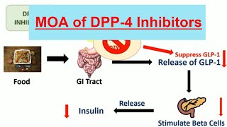 DPP 4 Inhibitors amp Their mechanism of action in Hindi  Teneligliptin  Vildagliptin [upl. by Addie]