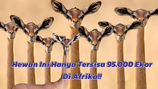 Gerenuk Si Anthelope Yang Dijuluki Jerapah Mini [upl. by Astto]