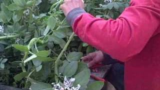 Fava Beans Cutting Down Fixing Nitrogen and Viewing Root Nodules of this cover crop [upl. by Kcirrek]