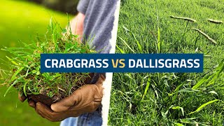 Crabgrass vs Dallisgrass Understanding the Differences and Effective Control Methods [upl. by Negriv164]