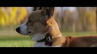 A DOGS PURPOSE Clip 5  Maya Tries to get Tino to Chase a Ball [upl. by Nameloc]