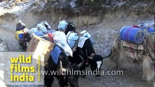 Yaks advance towards Everest Base camp [upl. by Enneyehs]