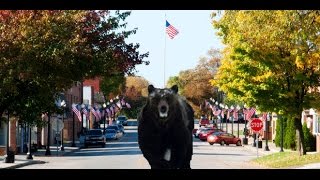 Black Bear Invades Wayne County Ohio Doylestown amp Wooster [upl. by Brade]