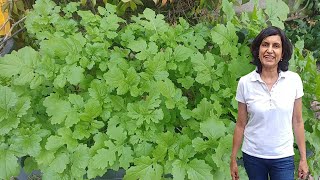 A quick guide to growing mustard greens  with results [upl. by Evyn]