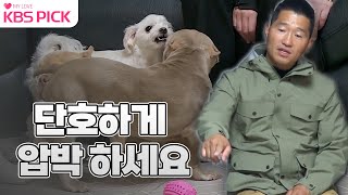 개는훌륭하다 지나가기만 해도 바로 짖는다 몰티즈 치치 앞에 나타난 불리 대가족 🐶ㅣKBS 221114 방송 [upl. by Lezned12]