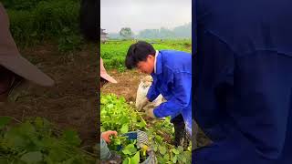 Pick edamame easilypickingfruitvegetablerural lifefarming satisfyingruralharvestagriculture [upl. by Cornelia623]