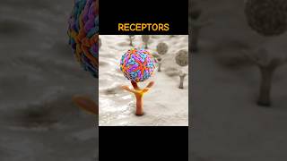 RECEPTORS receptors  WHAT ARE RECEPTORS shortsviraltrending [upl. by Marlowe150]