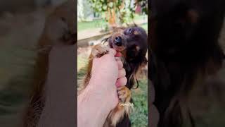 💙 DOLAR  💙animals russiantoy russiantoyterrier ruskiytoy dog dogs puppy puppies animals [upl. by Ahsim]