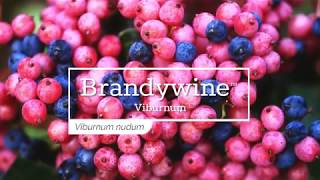 30 Seconds with Brandywine™ Viburnum [upl. by Miza479]