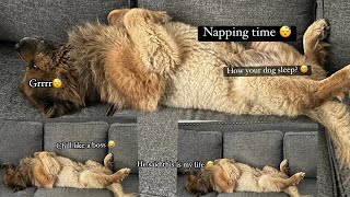 How Chow Chow Dog Sleep❤️ [upl. by Adnohsor]