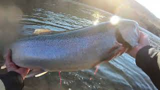 Summer Steelhead on the Deschutes [upl. by Aretina]