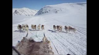 Course de chiens de traineaux au Groenland [upl. by Atisusej]