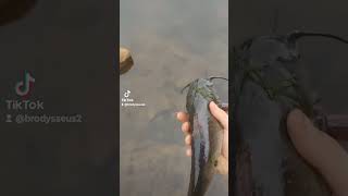 Check out this chunky bully catfish fishing georgia tiktok [upl. by Anaed243]