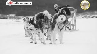 TRINEOS DE PERROS ❄️ USHUAIA · ANTARTIDA [upl. by Kimon]