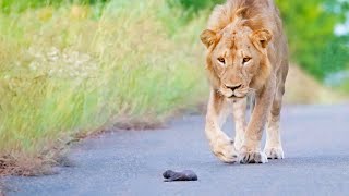 Mom Honey Badger Leaves her Baby to the Lions [upl. by Ettennad]