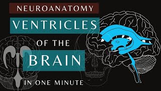 Ventricles of the Brain  Animation  Anatomy and Physiology shorts brain ventricles [upl. by Witty346]