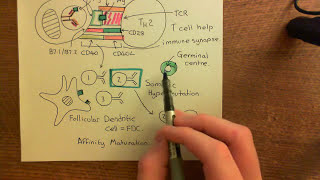 The Adaptive Immune Response and Immunosuppressants Part 6 [upl. by Higginbotham]